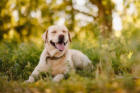 how much does a labrador shed